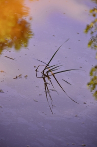 Purple Passion Fruit