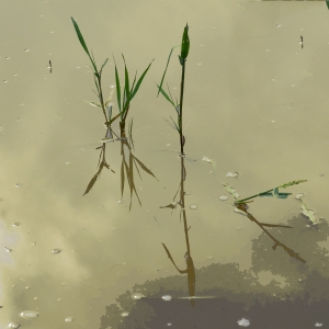 Lemon  &  Peppermint Tea