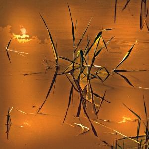 Coffee & Tea  Delight