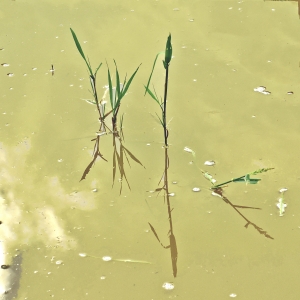  The First Great Weed