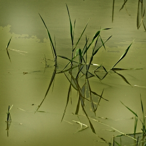  Very Expensive Green Tea