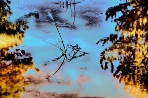  What Bone fish.. do at night,  when alone