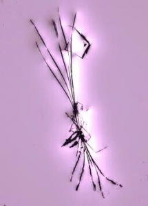 Aborigines Cave Drawing