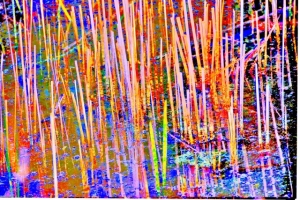 Multi colored Aspen Look-Alikes